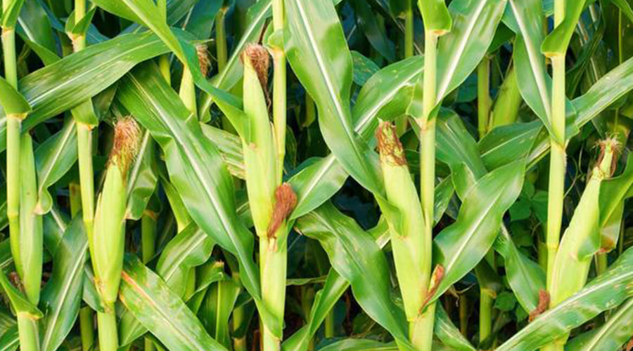 Corn stalks
